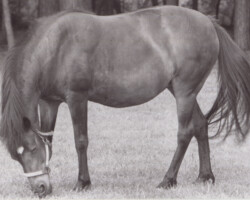 Lynfields Kylemore grazing. Lynfields Kylemore grazing.