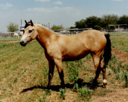 Sahuaro Misty Sunrise, dam of Heaven's Ridge Mistykil Sunset, in 1990 at Foxglove Farm in Phoenix.