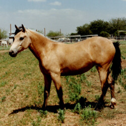 Sahuaro Misty Sunrise, dam of Heaven's Ridge Mistykil Sunset, in 1990 at Foxglove Farm in Phoenix. Sahuaro Misty Sunrise, dam of Heaven's Ridge Mistykil Sunset, in 1990 at Foxglove Farm in Phoenix.