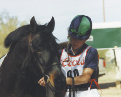 Lynfields Kiltuck, a black Connemara pony stallion, gets tacked up for a cross country course in 1990 in Arizona Lynfields Kiltuck, a black Connemara pony stallion, gets tacked up for a cross country course in 1990 in Arizona