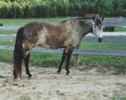 Foxglove's Gold Dust in 2000 at Kerrymor Farm. Foxglove's Gold Dust in 2000 at Kerrymor Farm.