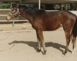 Heaven's Ridge Mistykil Sunset at age 2 at Heaven's Ridge Farm in Arizona. Heaven's Ridge Mistykil Sunset at age 2 at Heaven's Ridge Farm in Arizona.