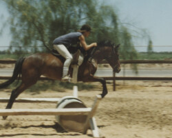 Kerrymor Amber Waves jumps at age 3 at Foxglove Farm.