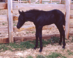 Kerrymor Chimera appears sleepy with Gilnocky Carousel in 1983.