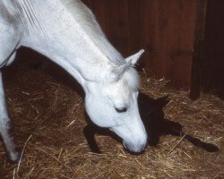 Kerrymor Chimera as a newborn with Gilnocky Carousel in 1983.