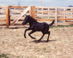 Kerrymor Chimera canters in 1983. Kerrymor Chimera canters in 1983.