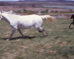 Kerrymor Chimera gallops with Gilnocky Carousel in1983.