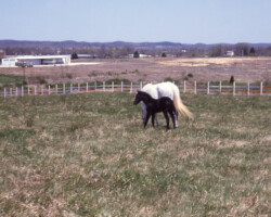 Kerrymor Chimera grazes with Gilnocky Carousel in 1983. Kerrymor Chimera grazes with Gilnocky Carousel in 1983.