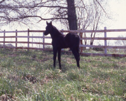 Kerrymor Chimera in 1983.