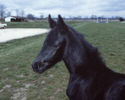 Kerrymor Chimera poses in 1983 at Kerrymor Farm.