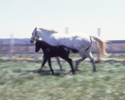 Kerrymor Chimera keeps stride with Gilnocky Carousel in 1983.