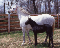 Kerrymor Chimera poses with Gilnocky Carousel in 1983.