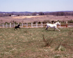 Kerrymor Chimera runs with Gilnocky Carousel in 1983.