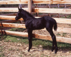 Kerrymor Chimera shows off his pretty conformation in 1983.
