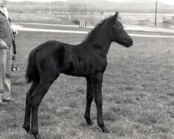 Kerrymor Chimera stands with Gilnocky Carousel and Joe McKenna in 1983.