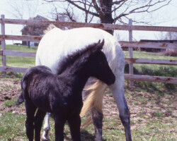 Kerrymor Chimera stands with Gilnocky Carousel in 1983.