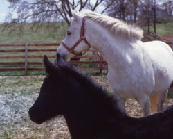 Kerrymor Chimera stands with Gilnocky Carousel in 1983.