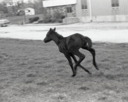 Kerrymor Chimera stretches his legs in 1983.
