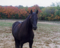 Kerrymor's Do A Dance in 1997 at Kerrymor Farm Kerrymor's Do A Dance in 1997 at Kerrymor Farm.