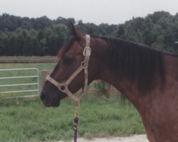 Kerrymor's Do A Dance in 1997 at Kerrymor Farm. Kerrymor's Do A Dance in 1997 at Kerrymor Farm.