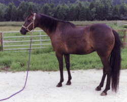 Kerrymor's Do A Dance poses in 1997 at Kerrymor Farm.