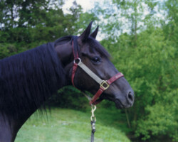 Kerrymor's Do A Dance poses in 1997. Kerrymor's Do A Dance poses in 1997