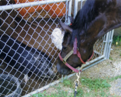Kerrymor's Do A Dance talks to Pearl the pig in 1997. Kerrymor's Do A Dance talks to Pearl the pig in 1997.
