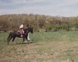 Kerrymor's Do a Dance exercises at Kerrymor Farm. Kerrymor's Do a Dance exercises at Kerrymor Farm.