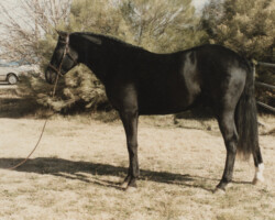 Kerrymor Spotlight at Foxglove Farm in Phoenix.