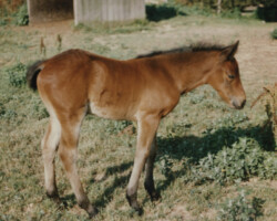 Rainmaker's Queen of May, out of Kerrymor's Morning Mist.