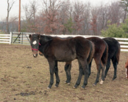 Kerrymor Madison as a foal in 1987.