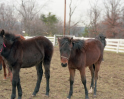 Kerrymor Madison (left) as a foal with 14 Karat Kerrymor in 1987. Kerrymor Madison as a foal with 14 Karat Kerrymor in 1987