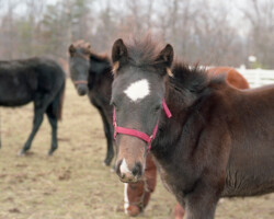 Kerrymor Madison as a foal with his buddies in 1987