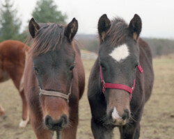 Kerrymor Madison (right) and 14 Karat Kerrymor as foals in 1987