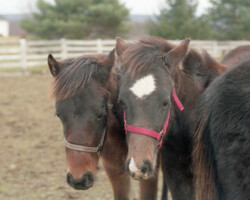 Kerrymor Madison (right) and 14 Karat Kerrymor as foals in 1987