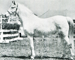 *Farravane Boy at an Orange, Virginia, schooling show in 1958