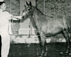 Lystra Lad, grand champion Connemara pony, Eastern States Exposition, 1958, Springfield, Massachusetts Lystra Lad, grand champion Connemara pony, Eastern States Exposition, 1958, Springfield, Massachusetts
