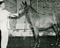 Lystra Lad, grand champion Connemara pony, Eastern States Exposition, 1958, Springfield, Massachusetts