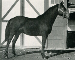 *Texas Hope, Grand Champion Connemara Stallion, Eastern Pony Congress, 1958, Rising Sun, Maryland