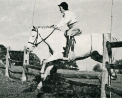*Wicklow Mountain Rose Bay at Qualified Groton Hunt, 1958