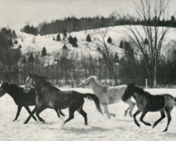 Connemara mares at Lynfields Farm in Lyndonville Vermont