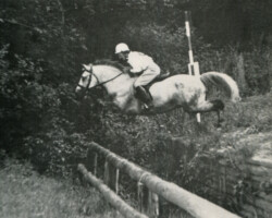 Connemara stallion An Tostal