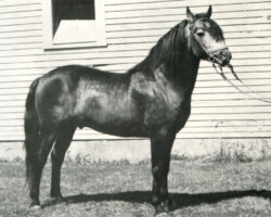 Connemara stallion Ballyconneely Fergus Connemara stallion Ballyconneely Fergus