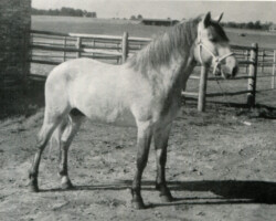 Connemara stallion Georgia's Mister Irish