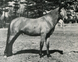 Connemara stallion Laxfield Gil Tully