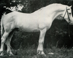 Connemara stallion Tooreen Laddie