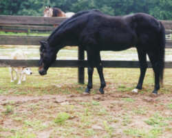 Lynfields Kiltuck, a black Connemara stallion, at age 30 in July 2005. Lynfields Kiltuck, a black Connemara stallion, at age 30 in July 2005.
