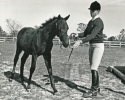 Kerrymor Top Secret as a weanling in 1981. Kerrymor Top Secret as a weanling in 1981.