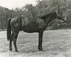 Kerrymor Top Secret at age 1 in 1982. Kerrymor Top Secret at age 1 in 1982.