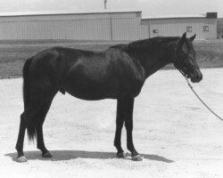 Kerrymor Top Secret at age 2 in 1983. Kerrymor Top Secret at age 2 in 1983.